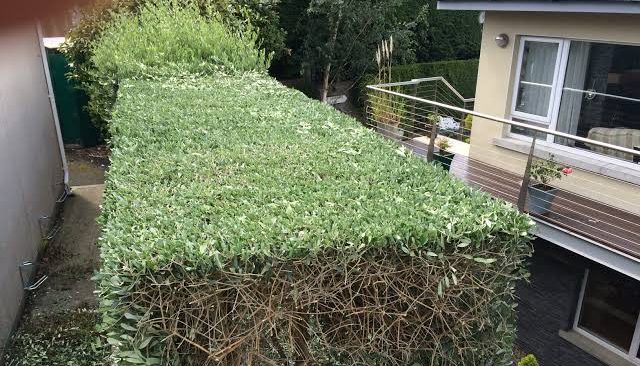 Hedge 1 e1787924033371